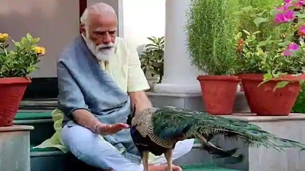 Prime Minister Narendra Modi feeding peacock at his 7 Lok Kalyan Marg residence, in New Delhi on Sunday. (ANI)